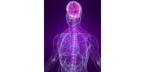 Нервная система человека, роль и функции (тезисно)