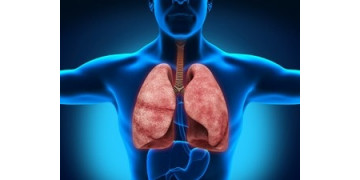 Дыхательная система, роль и функции в организме человека (тезисно)