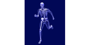 Опорно-двигательная (костная) система человека (тезисно)