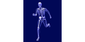 Опорно-двигательная (костная) система человека (тезисно)