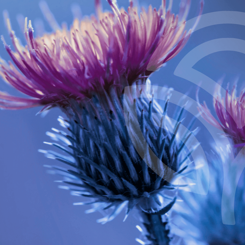  burdock bud on a blue photo