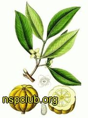garcinia-cambogia natures-Sunshine