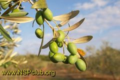 listjya olivy